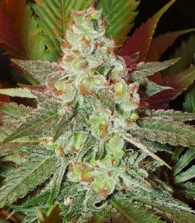Amnesia Haze regular strain