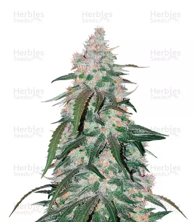 Auto Black JH (Original Sensible Seeds) Cannabis-Samen