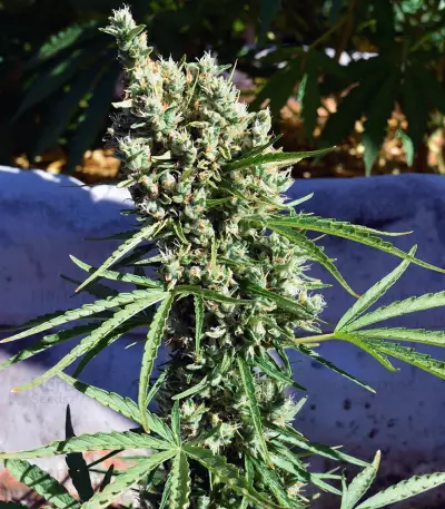Auto Malawi x Northern Lights (Ace Seeds) Cannabis-Samen