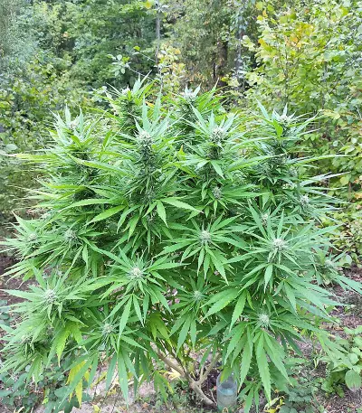 BCN Critical XXL