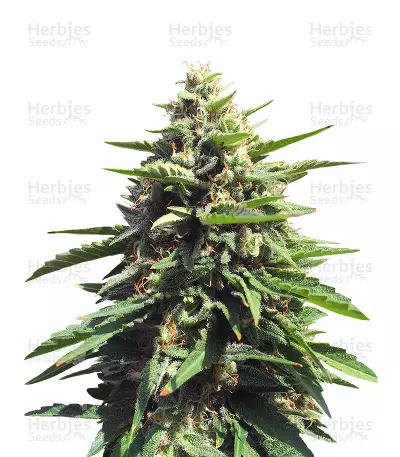 Blue Thunder regular (Sagarmatha Seeds) Cannabis-Samen