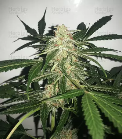 Buddha Deimos Auto regular (Buddha Seeds) Cannabis-Samen