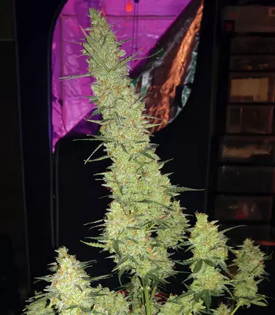 Cherry Bomb Auto (Bomb Seeds) Cannabis-Samen
