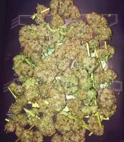 Critical (Advanced Seeds) Cannabis-Samen