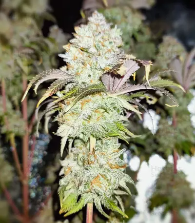 Grand Daddy Purp (Grand Daddy Purp) Cannabis-Samen