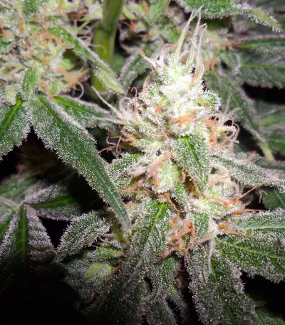 Hash Plant regular (Sensi Seeds) Cannabis-Samen
