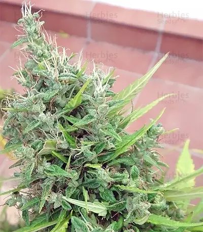 Lebanese Regular strain