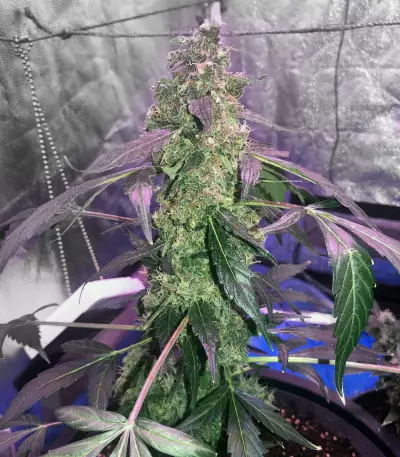 Lemonberry Haze Auto (Original Sensible Seeds) Cannabis-Samen