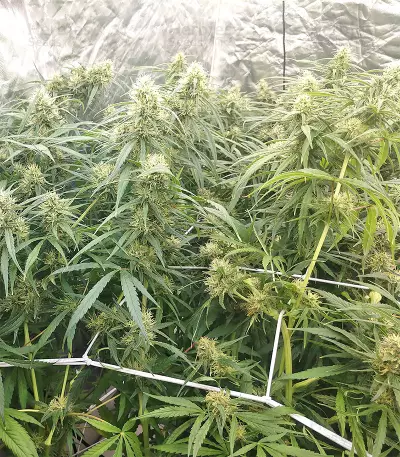 Malawi x Panama Regular (Ace Seeds) Cannabis-Samen