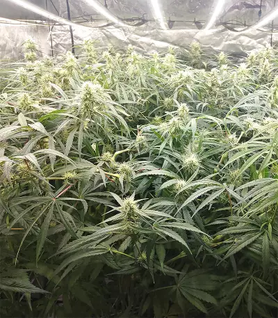 Malawi x Panama (Ace Seeds) Cannabis-Samen