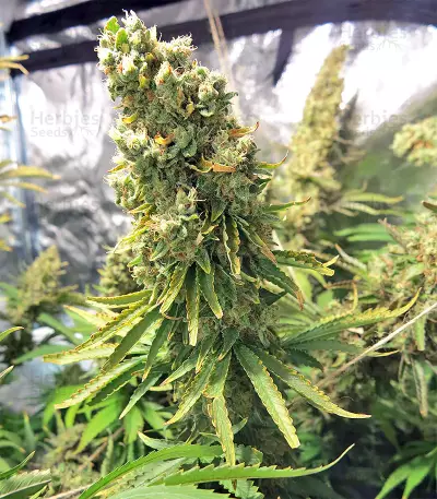 Northern Lights regular (Sensi Seeds) Cannabis-Samen