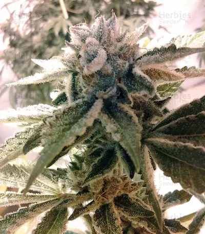 OG Kush (Reserva Privada) Cannabis-Samen