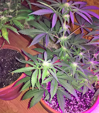Ruderalis Skunk regular (Sensi Seeds) Cannabis-Samen