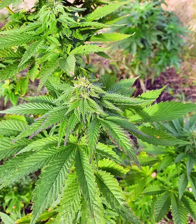 Super Skunk Autoflower (Seedstockers) Cannabis-Samen