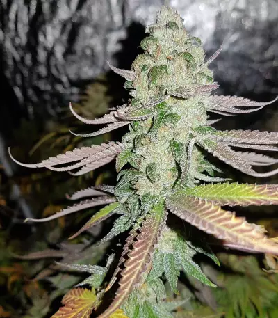 Sweet ZZ (Sweet Z) (RQS) Cannabis-Samen