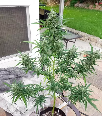 Ak Automatic (BlimBurn Seeds) Cannabis-Samen