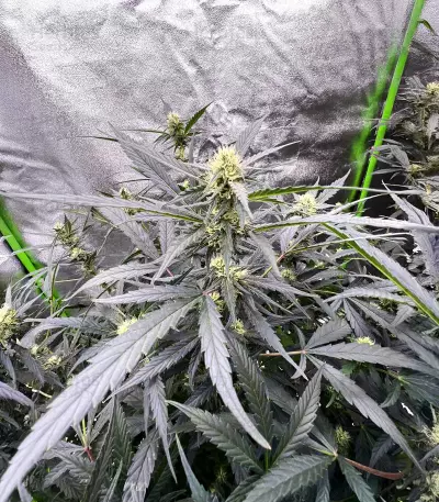 Auto GG#4 Original Glue F1 feminisierte Samen (Seedkeepers)
