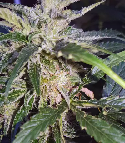Auto Masszar (Critical Mass Collective Seeds) Cannabis-Samen