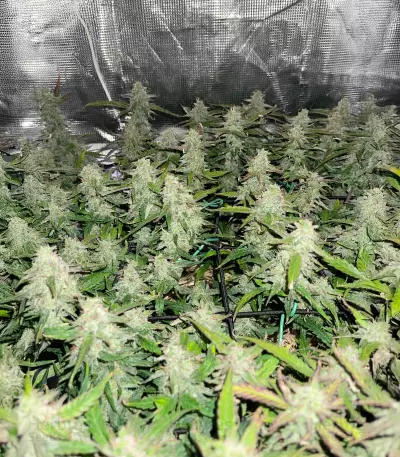 Blue Dream Autoflower feminisierte Samen (Seedkeepers)