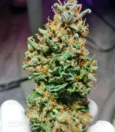 Cream Caramel Auto (Sweet Seeds) Cannabis-Samen