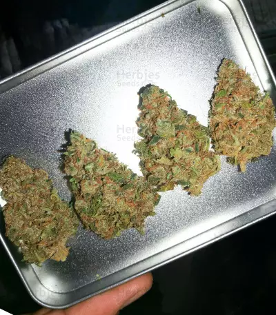 Diesel Berry Auto (Auto Seeds) Cannabis-Samen