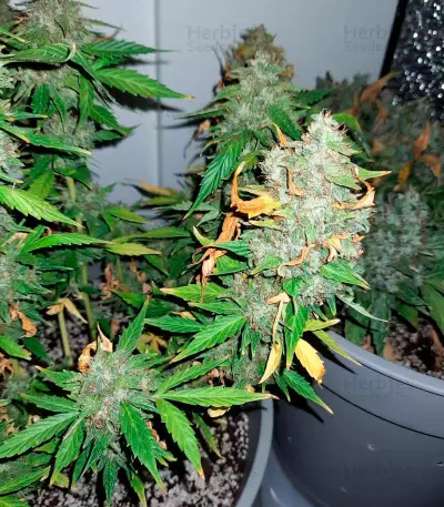 Fruit Punch Auto feminisiertes Saatgut (Heavyweight Seeds)