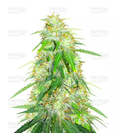 Gelato Glue Autoflower feminisierte Samen (EGS)