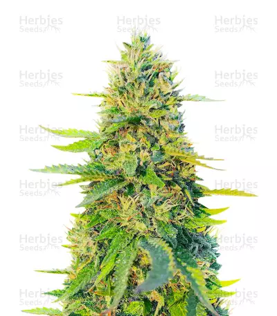 GG#4 Original Glue Fast Version feminisierte Samen (EGS)