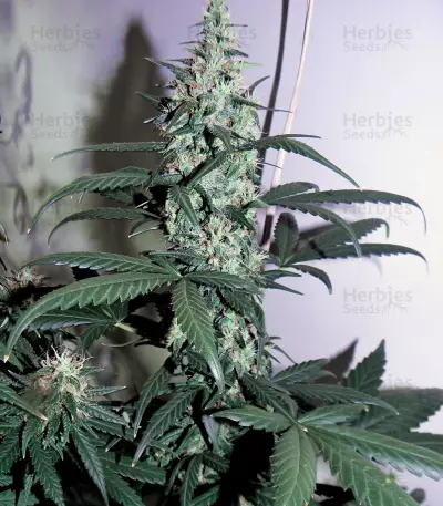 Glue Gelato Auto (Barney's Farm) Cannabis-Samen