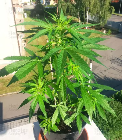 Kalashnikova (GHS) Cannabis-Samen