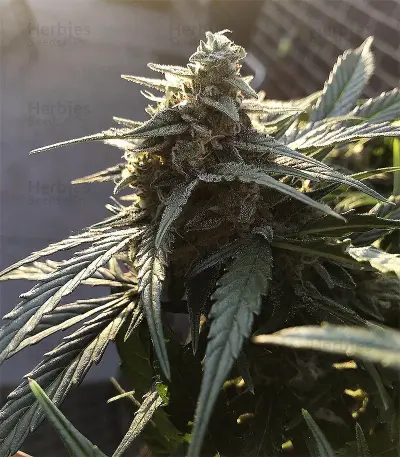 King’s Kush Auto CBD (GHS) Cannabis-Samen