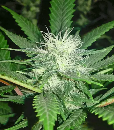 Kush Fromage (Medicann Seeds) Cannabis-Samen