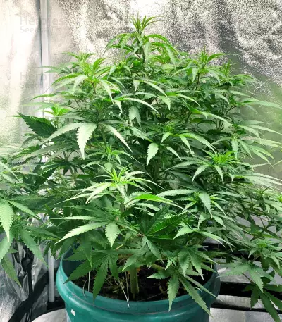 Medical Buddha (Kera Seeds) Cannabis-Samen
