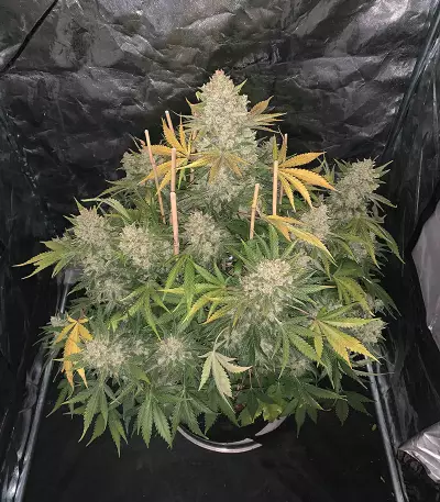 Original Auto OG Kush (Fast Buds) Cannabis-Samen