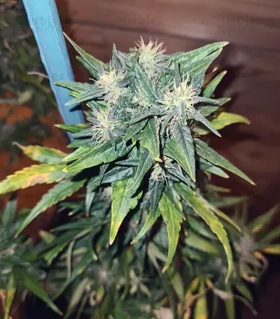 Pumpkin Kush regular (RQS) Cannabis-Samen