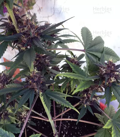 Purple Bud (White Label) Cannabis-Samen