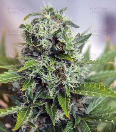 Purple Bud (White Label) Cannabis-Samen