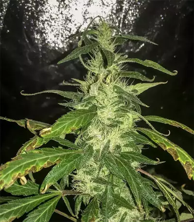 Blue Dream (BlimBurn Seeds) Cannabis-Samen