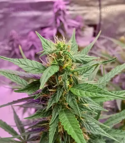 Cristal Paradise (K.C. Brains Seeds)