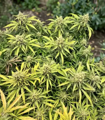 Crop Doctor CBD (Cream of the Crop Seeds)