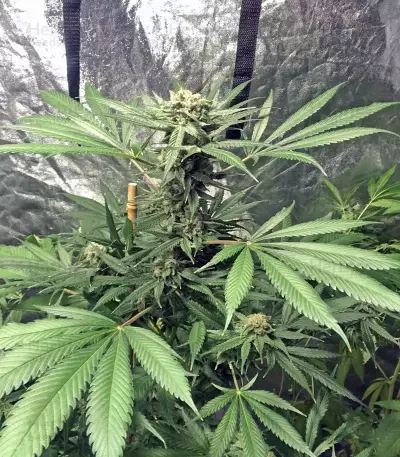 Crystal Gelato (Big Head Seeds)