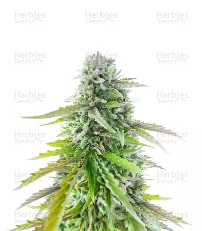 Florida Sunrise Autoflower feminisierte Samen (Seedkeepers)