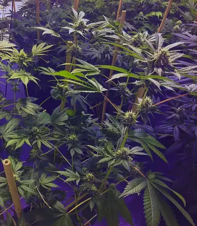 GG#4 Original Glue (Blackskull Seeds) Cannabis-Samen