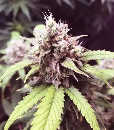 Gorilla Cookies Auto (Fast Buds)