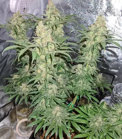 Haze Berry (RQS) Cannabis-Samen