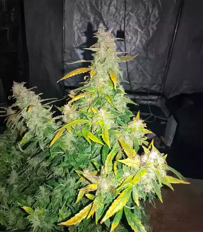 Lemon Jack Autoflower feminisierte Samen (Seedkeepers)