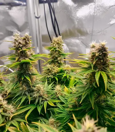 Mamba Negra / Black Mamba (BlimBurn Seeds) Cannabis-Samen