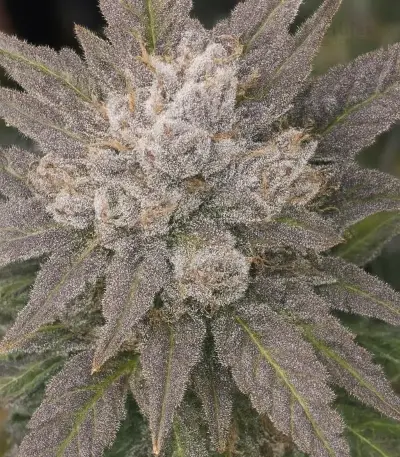 Mango Frost Auto (Fast Buds)