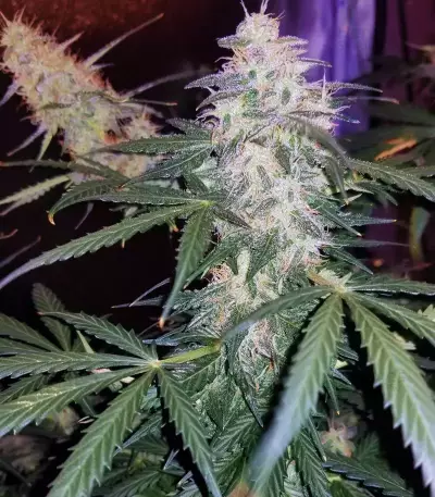 Monkey GG#4 Original Glue (Growers Choice) Cannabis-Samen