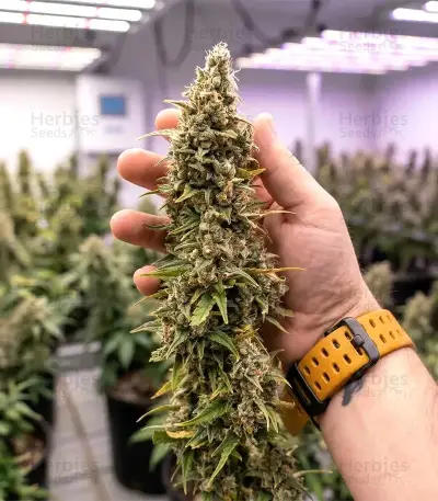 Oreoz (00 Seeds)